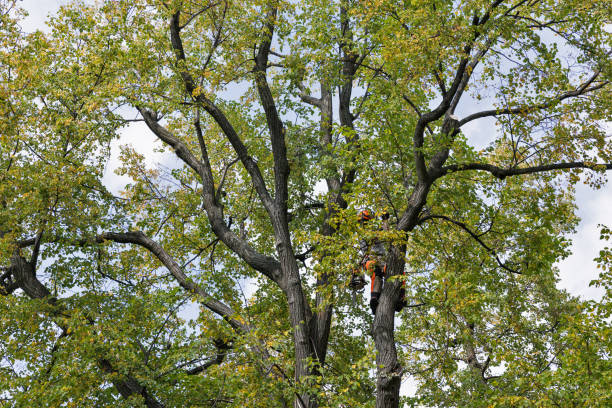 Best Commercial Tree Services  in Westminster, LA